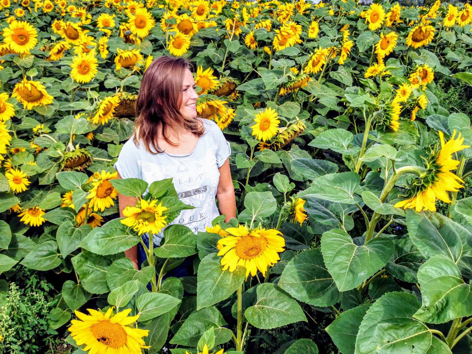 Zonnebloemenkoorts in Goudswaard When in Holland