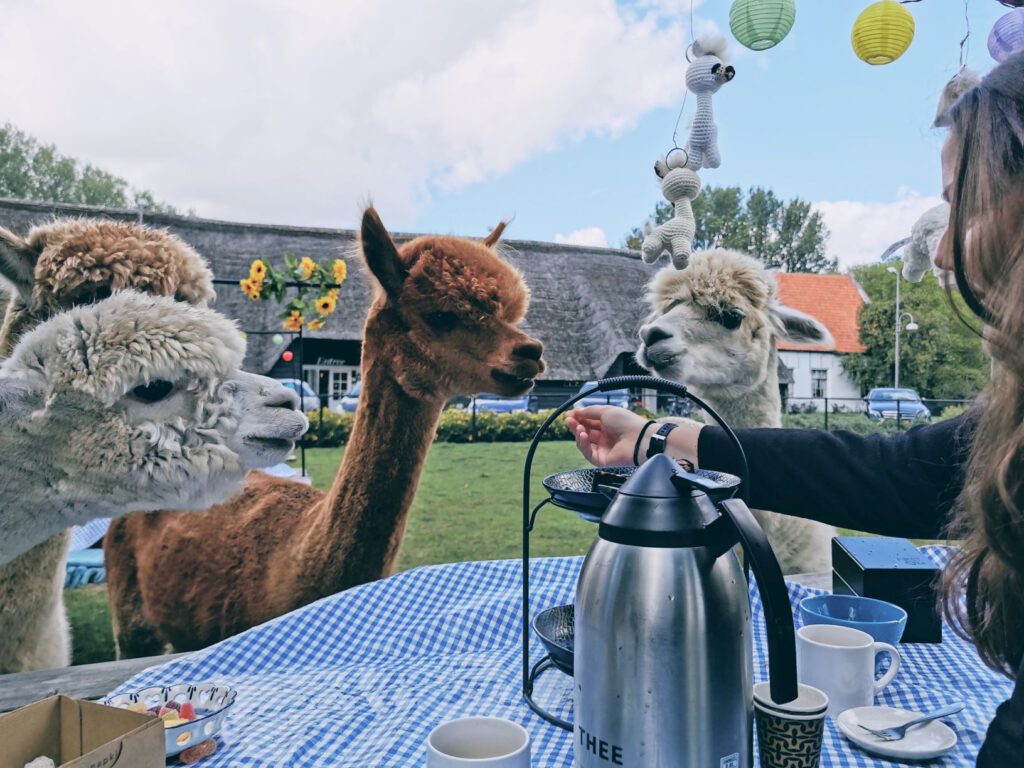 High Tea met alpaca's