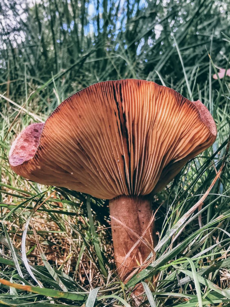 Onderkant paddenstoel