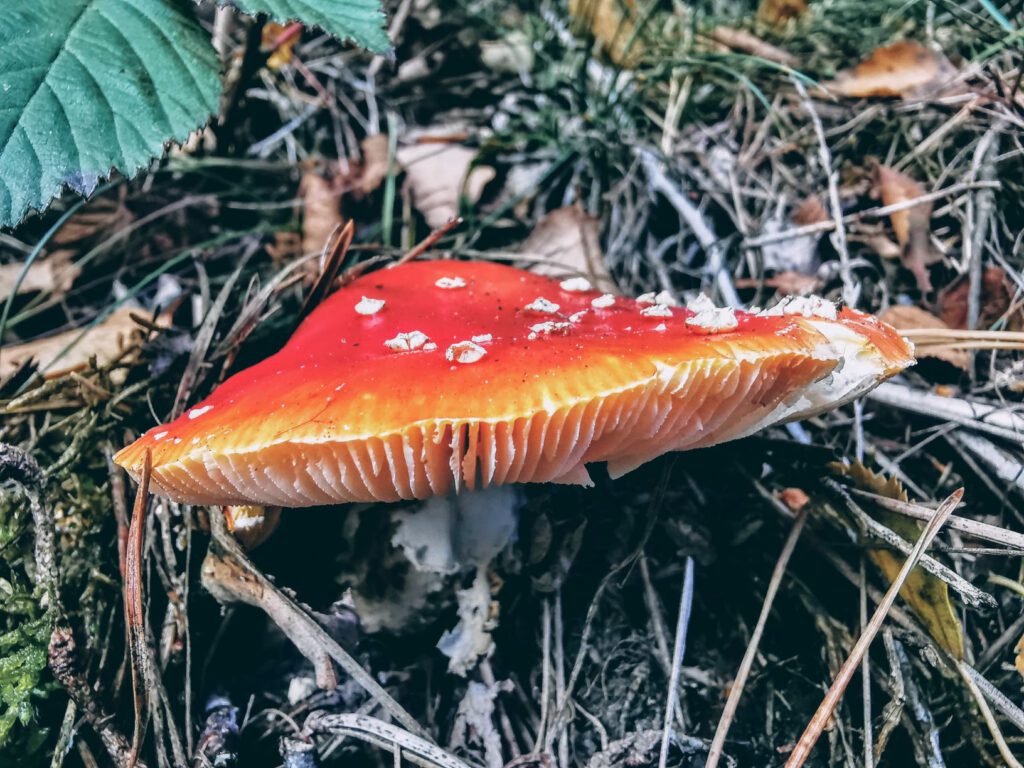 Rood-wittte paddenstoel