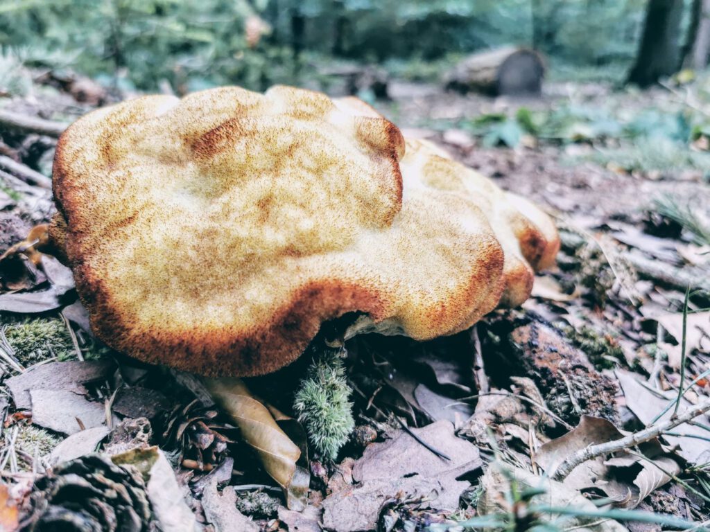 mossige paddenstoel