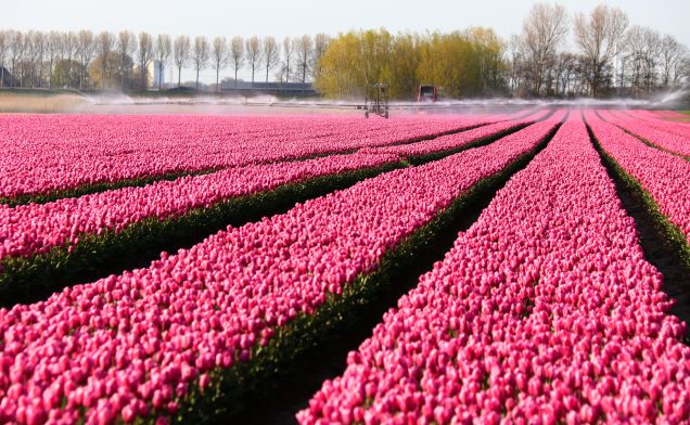 Boer met trekker op roze tulpenveld