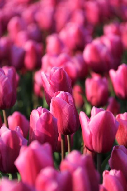 Closeup Roze tulpen