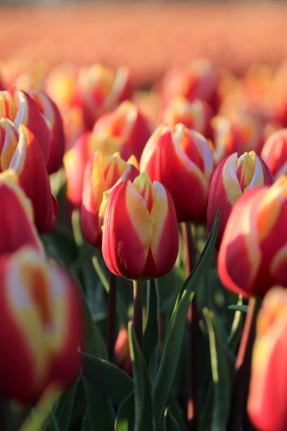 Closeup Rood-Gele tulpen